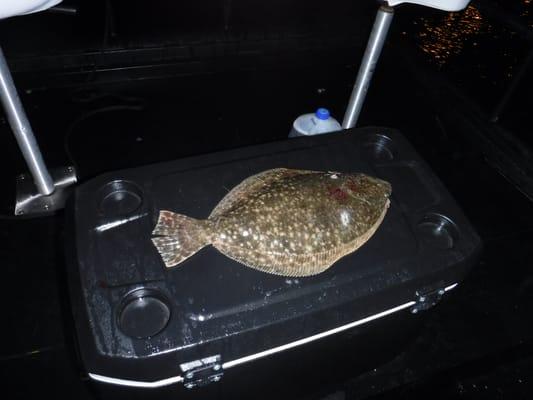 One of the fish on the trip that is one fat flounder