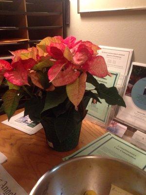 A little Christmas Holiday Decoration on the Coffee/Tea area by the bathroom as you come in from the Waiting Room into Dr. Bob's Office.