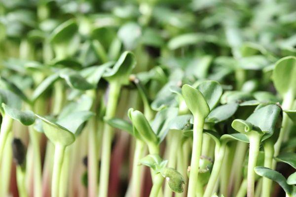 Black Oil Sunflower Microgreens