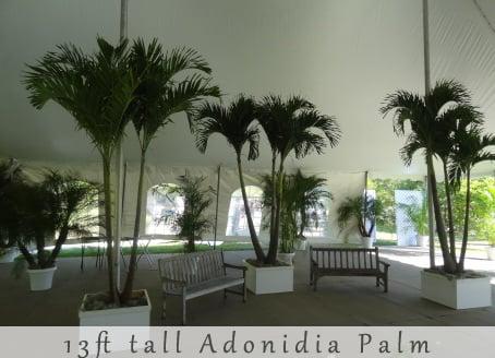 These 13 ft Adonidia Palms make are sure to enhance your event space