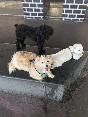 Yogi, Duncan, and Brutus love to play on their walk every day.