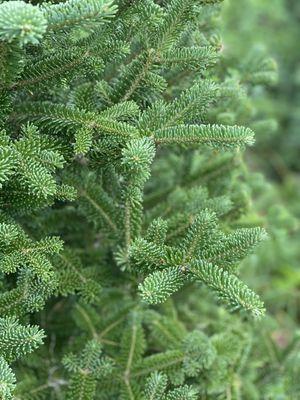 Fraser Fir, our most popular tree.