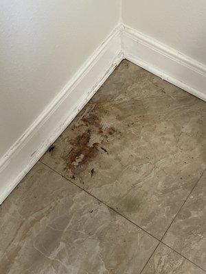 The floor in the utility room that was supposedly "cleaned"