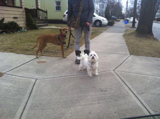 Fred on a walk with Hounds on the Hudson.