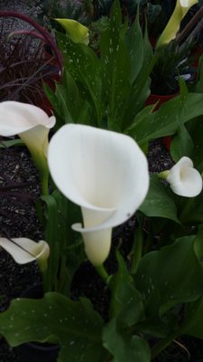 Flowers at our Work Sites