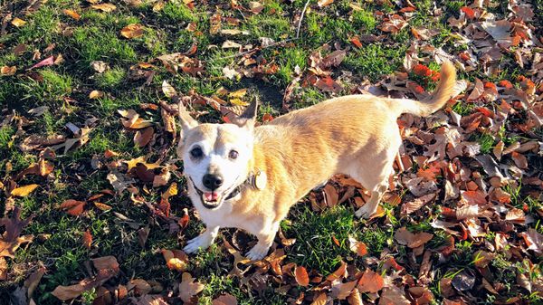 Happy patient of Upper East Veterinary for 6+ years!