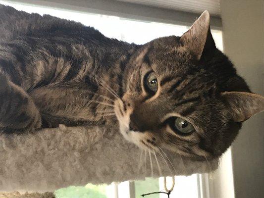 Jack loves playing on his cat stand!