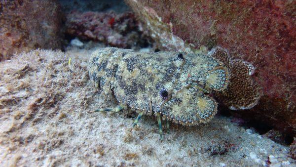 Slipper Lobster