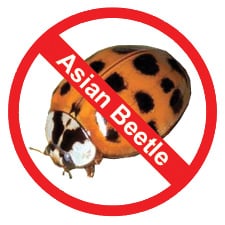 Asian Beetle Control