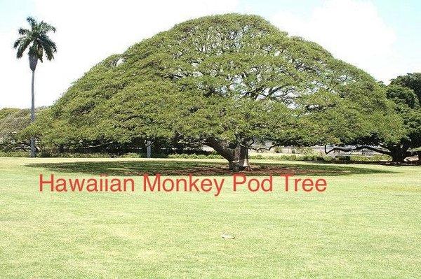 Hawaiian Monkey Pod Tree