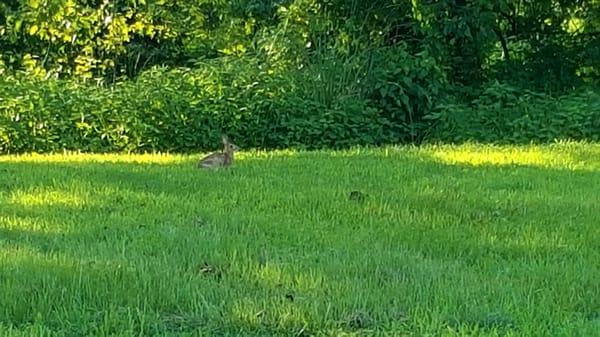 Tons of wild life just frolicking around while we relax out back ;)