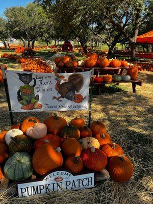 Pumpkin patch