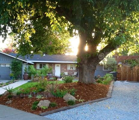 New front yard and vine arbor