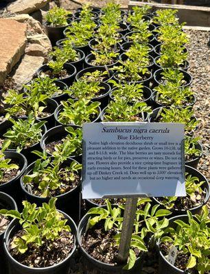 Baby Blue  Elderberry plants showing how variety of plant has a specific label with helpful information which makes choosing much easier.