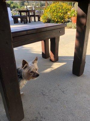 Even the pets at the party enjoyed the shade the furniture provided! Thumbs and paws up!