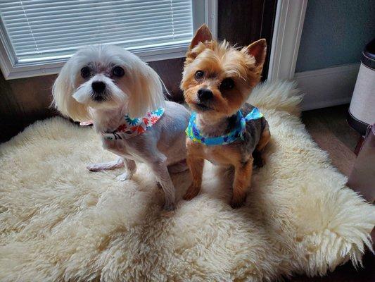 Look how perfect their ears are.  Finally cute short haircuts to beat the heat...I wish I had a before pic.