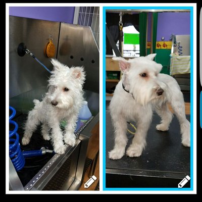 Ms. Evie's first groom... before and after 5mth old schnauzer puppy.