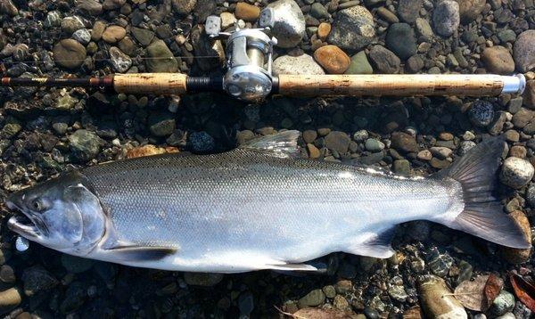 Silver (Coho) Salmon - Ketchikan, Alaska