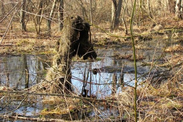 Lots of boggy places.