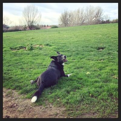 Ares at the Vallejo dog park