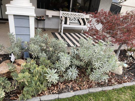 Sage plants from this nursery.