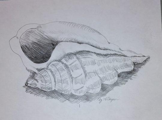 Draw this shell in 4 easy steps.