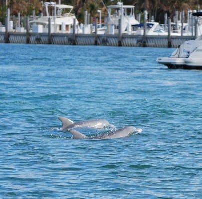 Dolphins in the wild