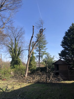 One tree down working on the 2nd one Cole Taylor is a beast at climbing doing what he does best !!!