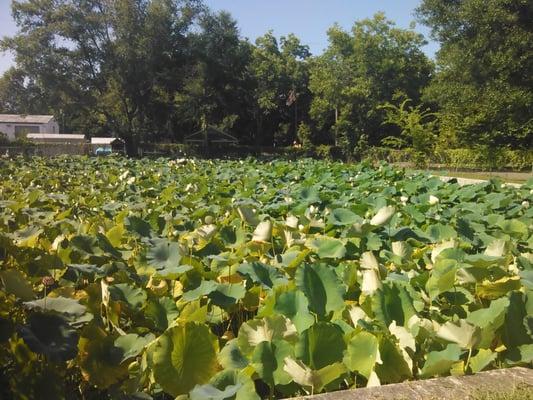 Lily pond in bloom. Stunning!