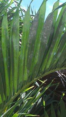 Whitefly infestation on Palm Tree