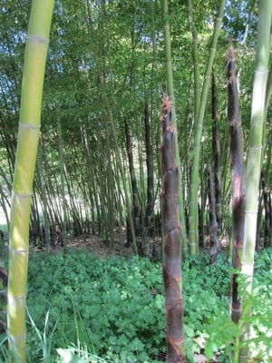 bamboo grove