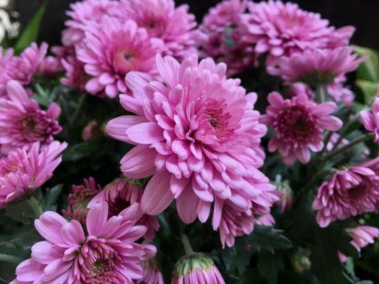 Flowers throughout the parking lot :)