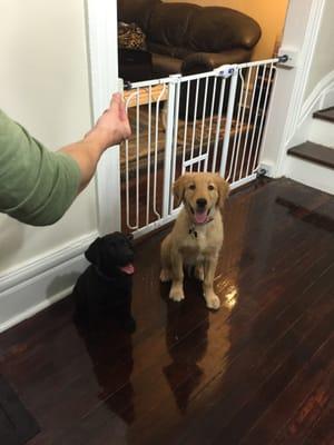 Michael instructing Piper and Brody to sit during their first joint session.