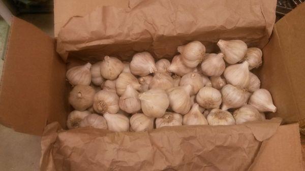 German White Garlic Seed for sale