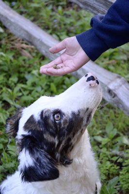 Young deaf "Teton" focuses on trainer "Jayce" during a good refusal exercise in a training session