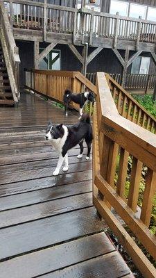 Dock dogs, also bear alerters