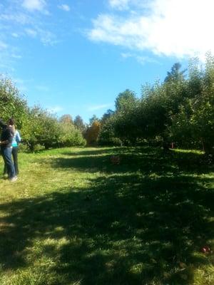 Rows of trees!