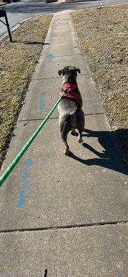 Client Thor enjoying his walk