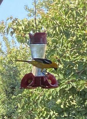 California Hooded Oriole