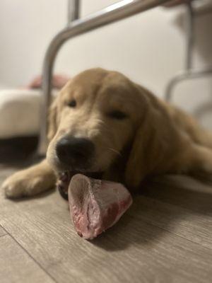 Freddie with his bone