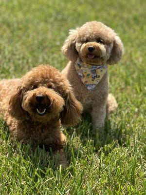 Mini Goldendoodle