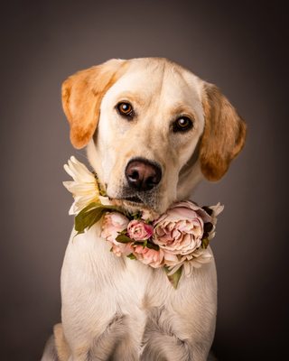 Good Doggy Photography