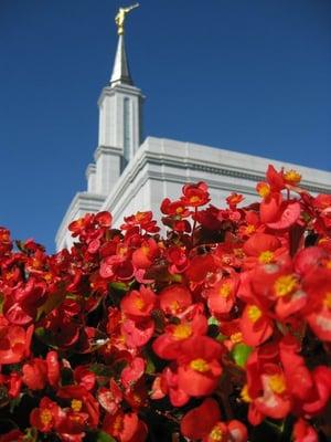 The Sacramento, CA LDS Temple in the spring.