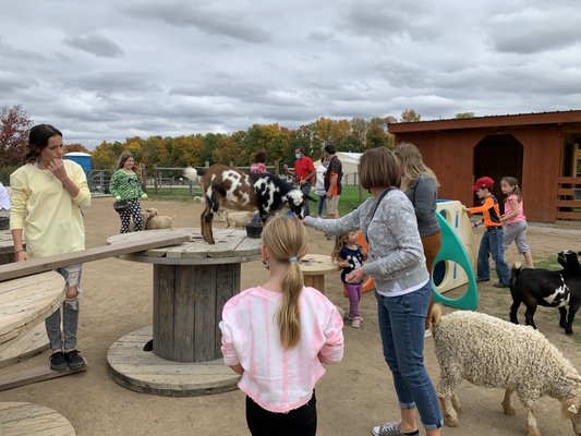 Feeding Goats