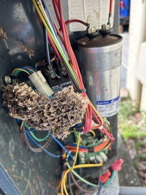 Something was buzzing and it wasn't the AC Condenser.