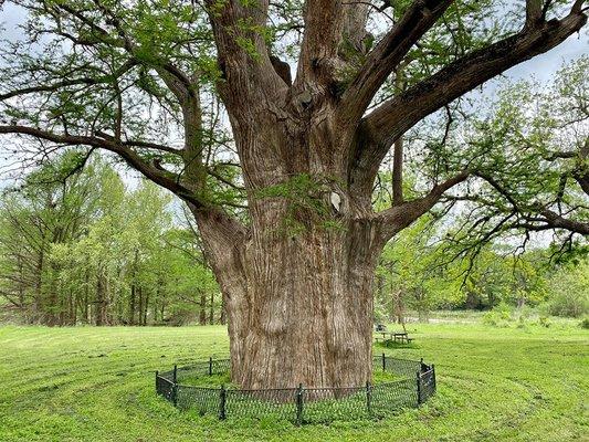 We have some of the biggest trees in Texas! This is the #3 biggest tree...we also have #6, #8, #9, and #13. Come hug a tree and forest bathe