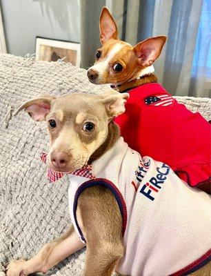 Lupita and Carlitos patients at North Channel Animal Hospital.