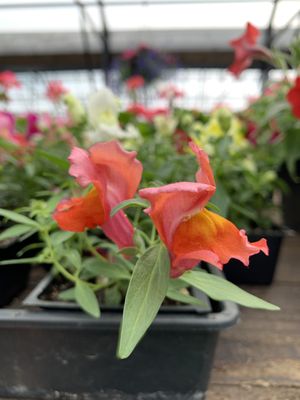 Dwarf Snapdragons.