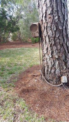 Side view - Engenius Outdoor WAP Bridge Setup was painted brown to blend in better with the pine tree. Custom network solutions by DAJ MEDIA