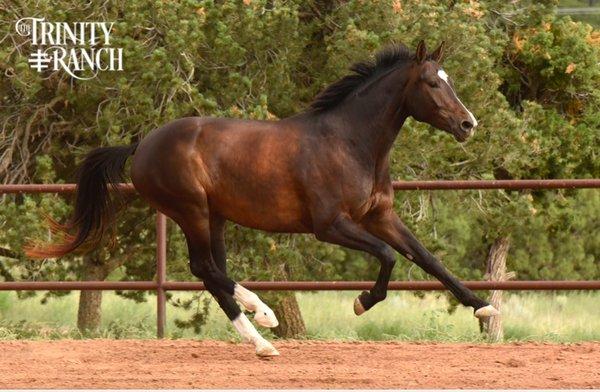 Happy, healthy horses at The Trinity Ranch Santa Fe.